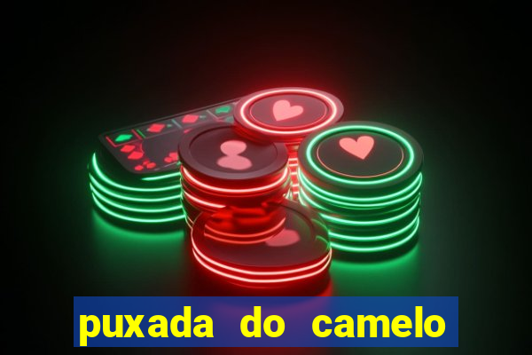 puxada do camelo jogo do bicho